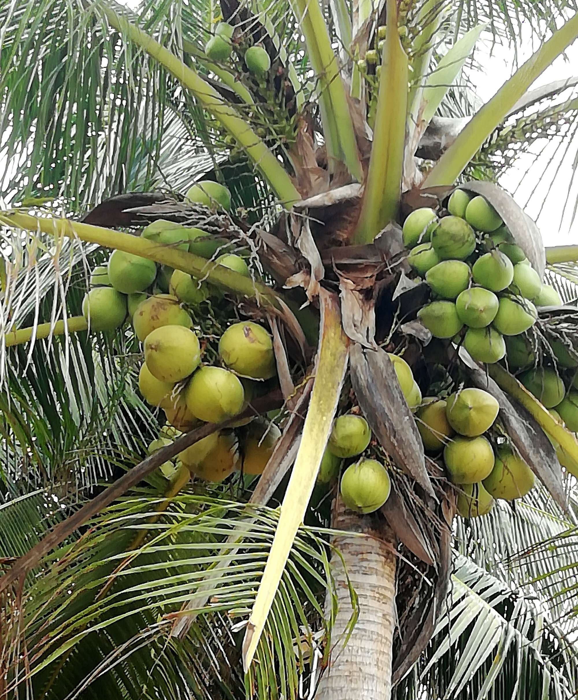 高产椰子种植技术视频__高产椰子种植方法技术视频