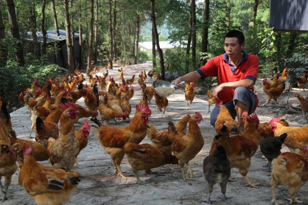 农民养鸡政府有补贴吗_现在农村养鸡政府让不让养_