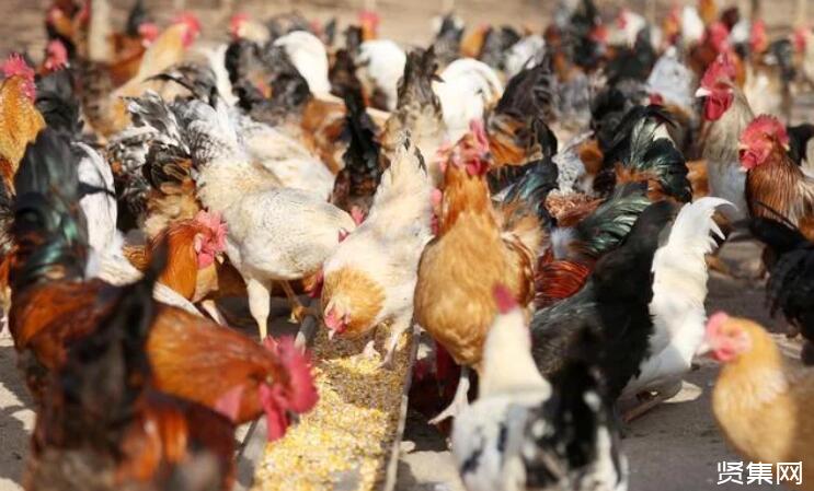 农民养鸡政府有补贴吗__现在农村养鸡政府让不让养