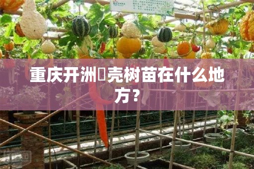重庆开洲杍壳树苗在什么地方？
