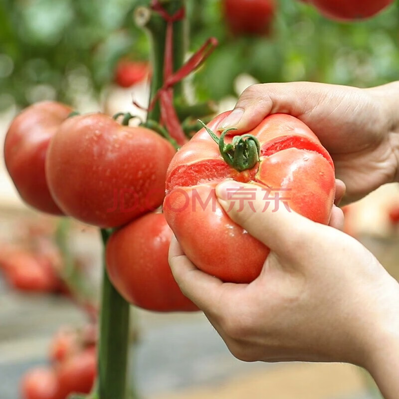 西红柿种植技术与管理__西红柿种植技术与管理视频教程
