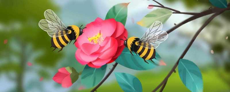 蜜蜂靠什么采蜜 蜜蜂为什么要采蜜