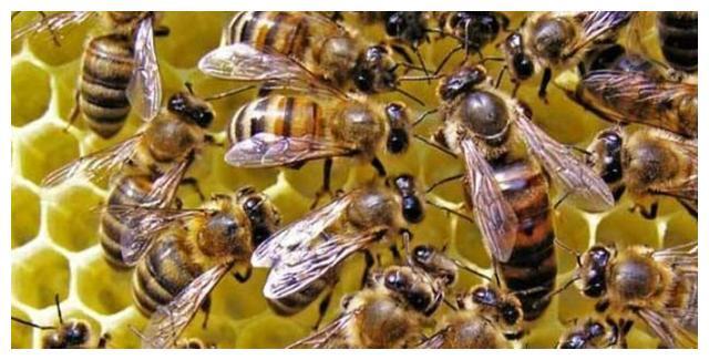 _蜜蜂采蜜如何形成蜂蜜_蜜蜂采蜂蜜