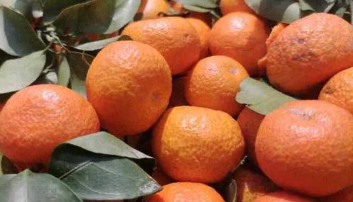 砂糖橘产自于哪里 砂糖橘的产地主要在哪里
